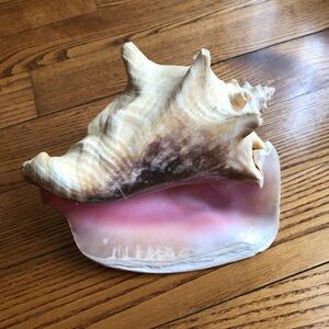 Large Pink-Interior Conch Shell